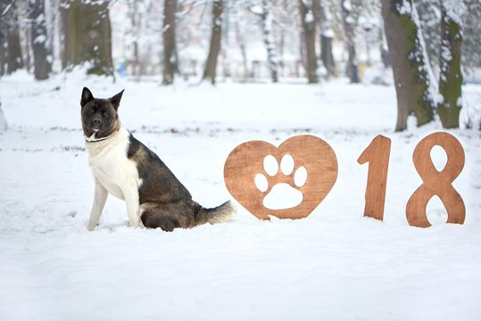 Happy new year greeting card 2018 year of the dog wooden numbers symbolizing 2018 dog sitting in the snow in the forest copyspace layout background celebration festive mood coziness.