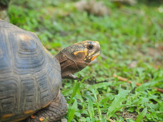 Close up of a land turtle laying in leaves  at the botanical garden of Bucaramanga in Colombia