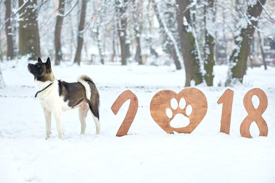 Horizontal shot of a happy dog standing near 2018 wooden sign in a snowy forest in the winter copyspace background layout happy new year celebration sign symbol party festive.