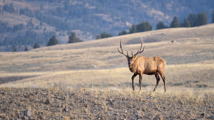 ELK