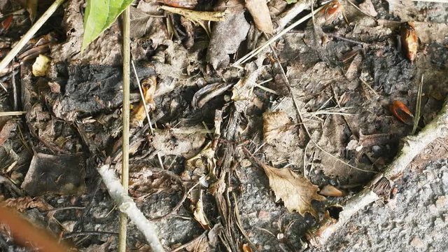 Red forest ants scurrying  foraging
