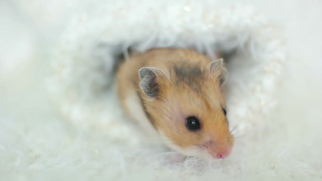 funny Syrian hamster looks