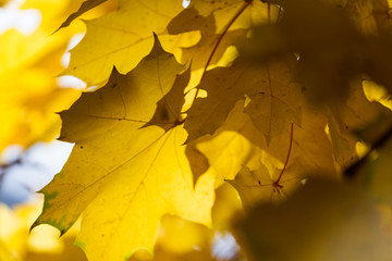 Naklejka na ściany i meble Yellow maple leaves