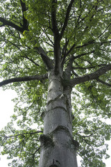 Fototapeta premium magic tree