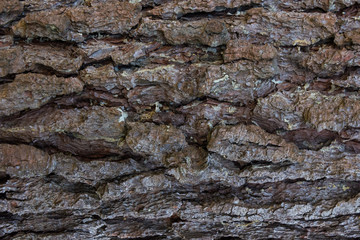 Pine tree bark texture