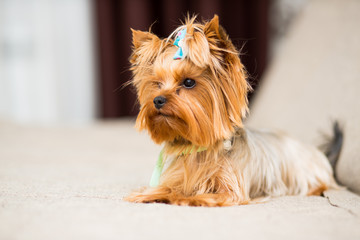 miniature dog breed Yorkshire Terrier with a blue bow in a green collar lies on the couch