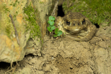 Common toad (Bufo spinosus)