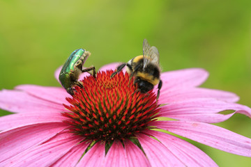 Rosenkäfer und Hummel auf Echinacea Blüte