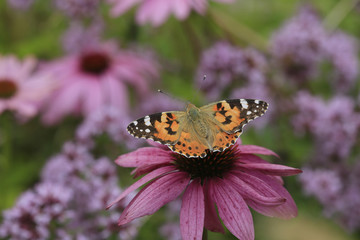 Distelfalter, Vanessa cardui, auf Echinacea Blüte