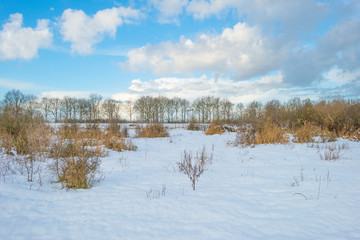 Row of trees along a snowy field in sunlight in winter