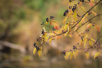 Close up at branchs with colorful leaves with black berries in autumn, Slovakia forest, Europe