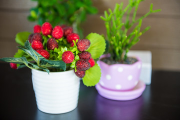 Berries used to decorate