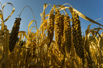 The fields that are ready for harvest in the fall