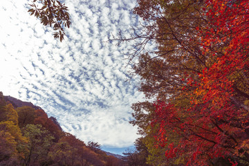 Beautiful colored leaves of Muleung Valley in East Sea