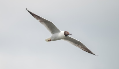 Fliegende Möwe