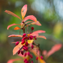 Close up wild branch with colorful leaves and red berries in autumn, Slovakia forest, Europe