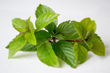 Green branches with mint leaves on a white background