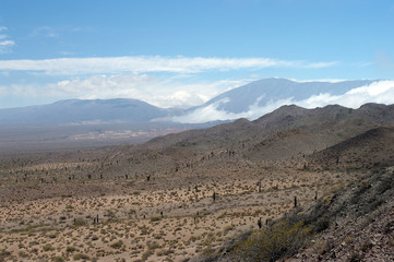 Désert de cactus -2