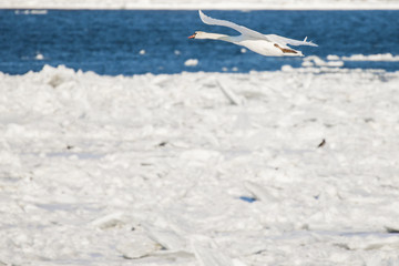 Swan flies over the frozen river 