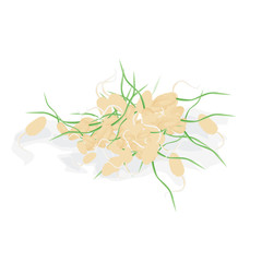 Wheat germs, the highly nutritious wheat isolated. Vector food illustration