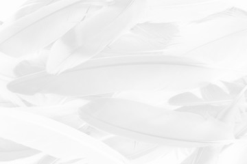 Fototapeta na wymiar black and white feather texture background