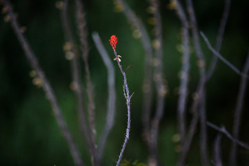 Red Ocotillo Bloom