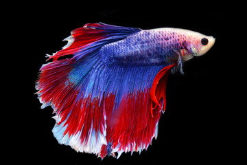 close up of Betta Siamese fighting fish, Betta splendens Pla-kad