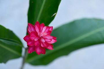 Red Ginger