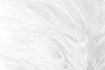 Obraz premium black and white feather texture background 