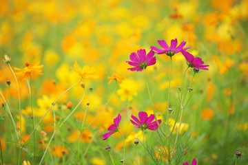 Obraz na płótnie Canvas colorful blooming cosmos flower as background.