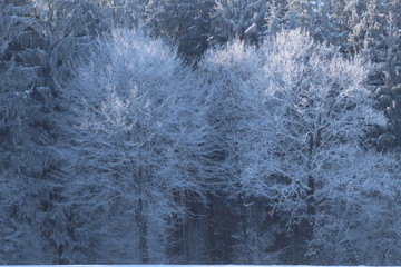 Winter Bäume