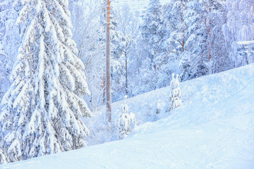 Snow-covered trees on the ski slope against the backdrop of the forest and the setting sun.