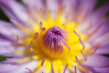 close up of colorful blooming lotus flower background.