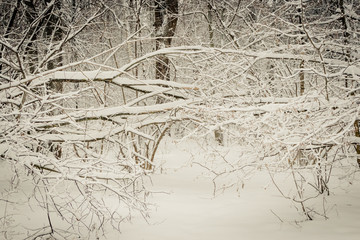 Winter forest with snow