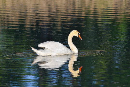 Cigno reale che nuota sul lago, con l'immagine riflessa nell'acqua
