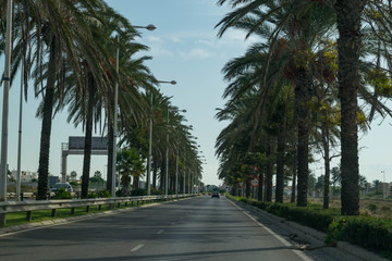 Fototapeta premium Palm tree street at Almeria, Spain