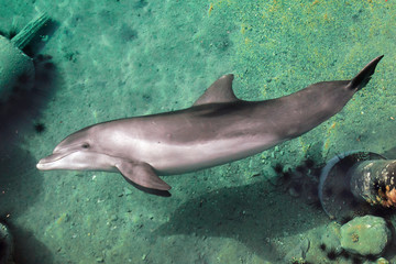 Bottle-nose dolphin is swimming