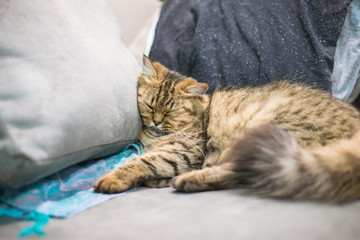 Fototapeta na wymiar Persian cat sleeping on the sofa