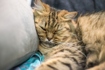 Persian cat sleeping on the sofa
