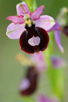 Ophrys aurelien, Ophrys aurelia