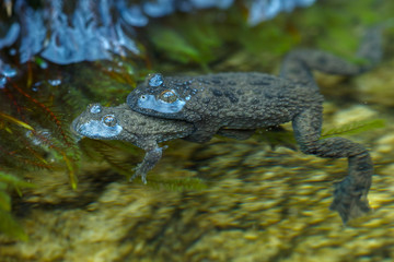 Amplexus de Sonneurs à ventre jaune, Bombina variegata, dans une vasque, au bord d'une rivière ..