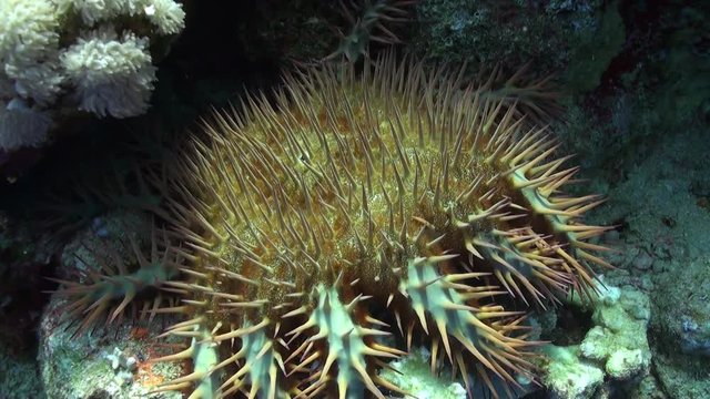 Red Spanish Dancer nudibranch sea slug underwater on sandy bottom. Relax video about tropical marine animals feeding coral in world of wildlife.