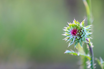 Closeup Flower