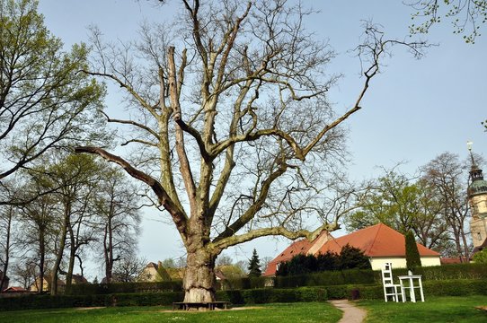 Plantane in Lampertswalde
