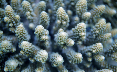 underwater world - bright coral detail