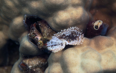 underwater world - tube worm