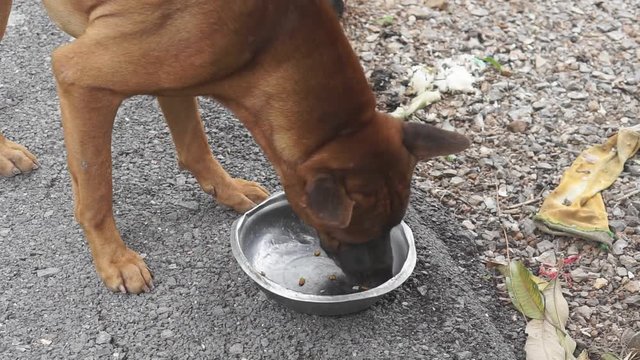 Thai ridgeback dog eating pet food from bowl. 
