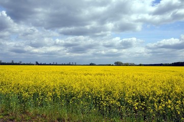 Frühling in Sachsen