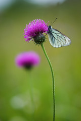 Gazé, Aporia crataegi, sur une fleur