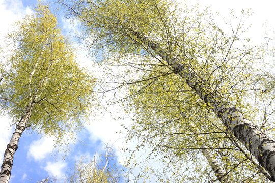 Beautiful white birch trees in spring in forest in good weather